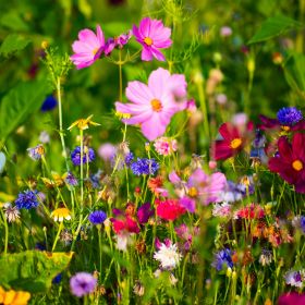 Így hozhatsz létre egy gyönyörű virágos kertet, gyorsan és egyszerűen! 
